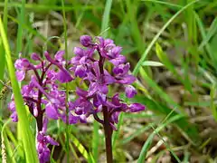 Orchis mâle.