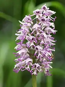 L'orchis singe