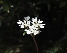Gros plan sur une ombelle à trois rayons dont les fleurs ont des pétales blancs sur fond noir.