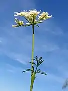Photographie en couleur de la partie aérienne fleurie sur fond de ciel bleu azur.