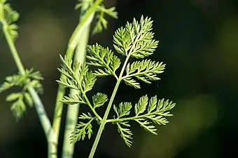 Photographie en couleur en gros plan d'une feuille verte très découpée pédonculée sur fond vert.