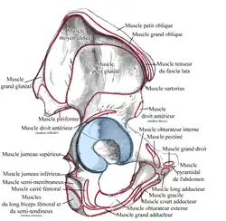 Os coxal, face latérale; insertions musculaires
