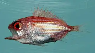 Ostichthys trachypoma
