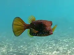 Ostracion cubicus (forme brune)