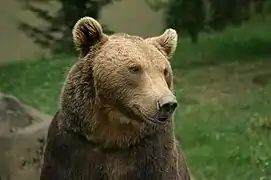 Ours brun, Ursus arctos