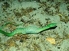 avec une proie dans l'estomac