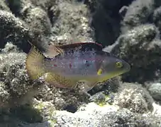 Un labre à queue de comète (Oxycheilinus bimaculatus)