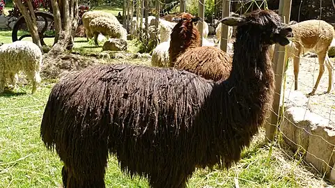 Alpagas suris noir, marron et blanc (parc du restaurant Hacienda Alhambra, Urubamba, Pérou, avril 2013)