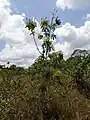 Jeune pied de Mahurea palustrisi  dans une savane proche du bagne des Annamites de Montsinéry (Guyane)