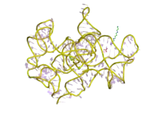 Structure d'un intron autocatalytique de groupe I
