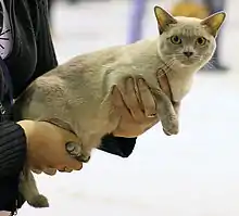 Chatte de couleur lilas tenue à bout de bras.