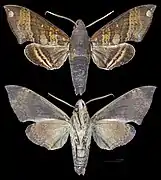 Pachygonidia caliginosa