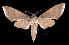 Revers de la femelle (coll.MHNT)