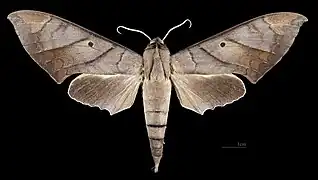 Avers du mâle (coll.MHNT)