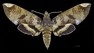 Face dorsale de la femelle MHNT