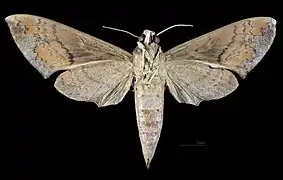 Revers de la femelle (coll.MHNT)