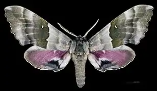 Pachysphinx modesta avers du mâle (coll.MHNT)