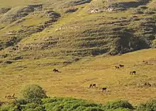 Chevaux broutant dans un paysage d'herbe de savane et de reliefs.