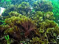 Padina durvillaei au Pérou