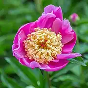 Paeonia lactiflora'Jacques Doriat'