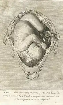 représentation en noir et blanc d'un fœtus dans l'utérus maternel