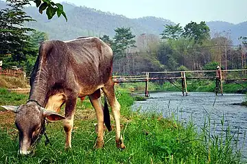 Vache au bord de la rivière Pai et petit pont de bois