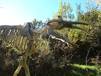 Archaeobelodon (en) installé au pied de la ferme du Campané.