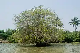 Palétuvier blanc isolé sur l'île d'Owlihouè.