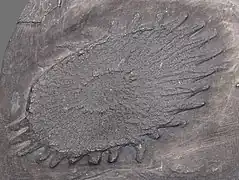 Palaeosolaster gregoryi (Euaxosida, Dévonien).