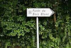 Image illustrative de l’article Forêt de Bois Blanc (La Réunion)