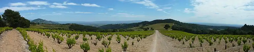 Panorama sur le vignoble à l'intérieur des Dentelles de Montmirail