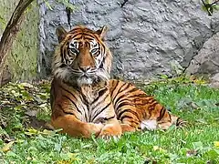 Tigre de Sumatra.