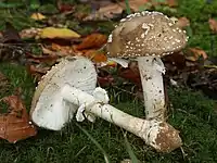 L'amanite panthère (Amanita pantherina).
