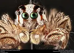 Détail des yeux de Plexippus paykulli