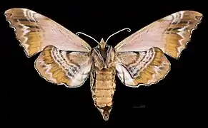 Revers de la femelle (coll.MHNT)