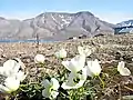 Papaver dahlianum près de Longyearbyen