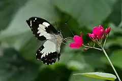 Adulte en train de se nourrir