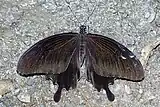 Papilio nephelus chaonulus au repos, les ailes apparaissent entièrement noires.
