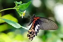 Papilio thaiwanus femelle, ailes repliées