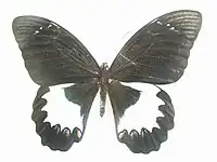 Papilio aegeus ornemanus  mâle