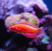 Paracheilinus carpenteri