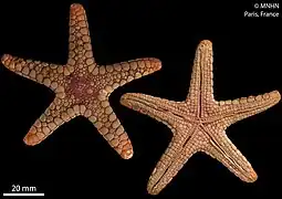 Paraferdina sohariae (holotype, MNHN).