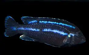 Melanochromis parallelus