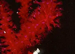 Gros-plan sur les polypes.