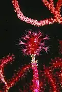 Alcyonium coralloides