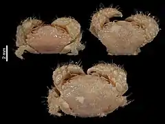 Balssopilumnus boletifer