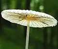 Chapeau d'un champignon évoquant une ombrelle ouverte