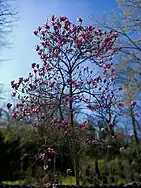 Magnolia