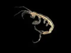 Pariambus typicus (Caprellidae)