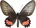 Parides lysander ssp. brissonius femelle
